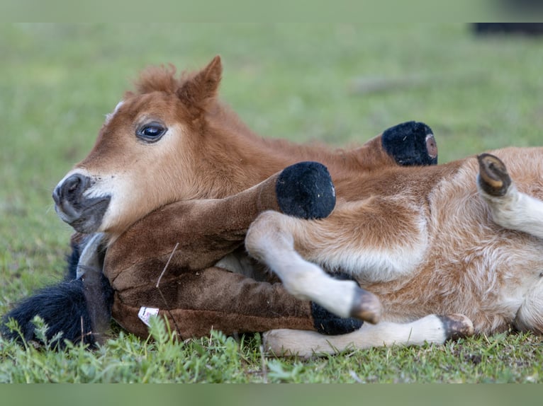 American Miniature Horse Hengst 1 Jahr 85 cm  in Gardelegen