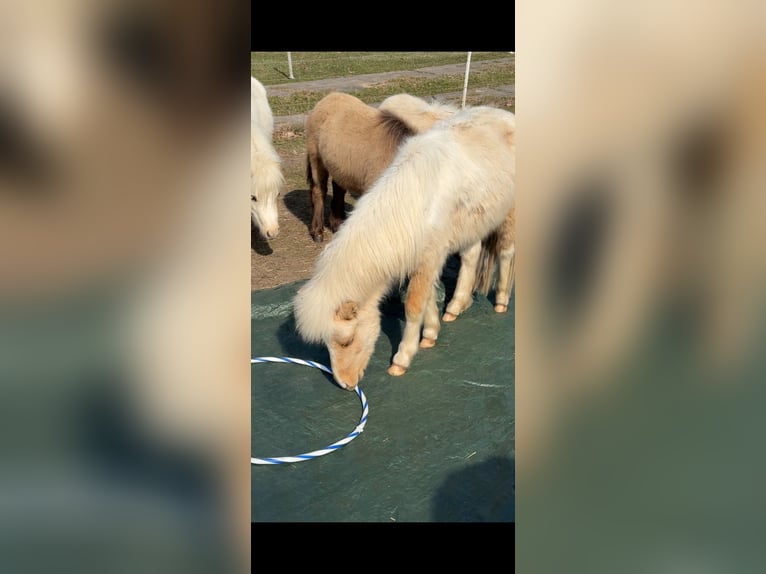 American Miniature Horse Hengst 1 Jahr 85 cm  in Gardelegen