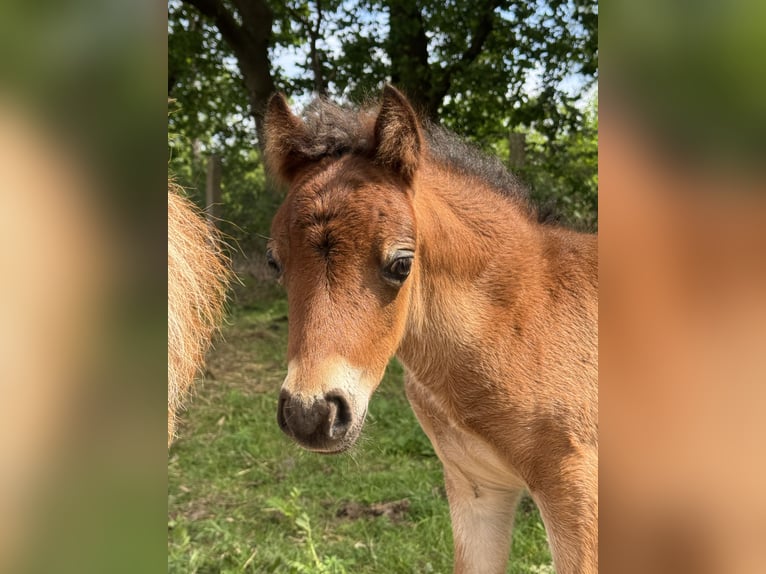 American Miniature Horse Hengst 1 Jahr 85 cm  in Gardelegen