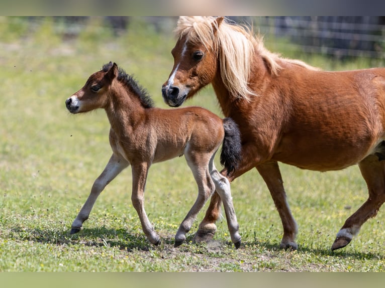 American Miniature Horse Hengst 1 Jahr 85 cm  in Gardelegen