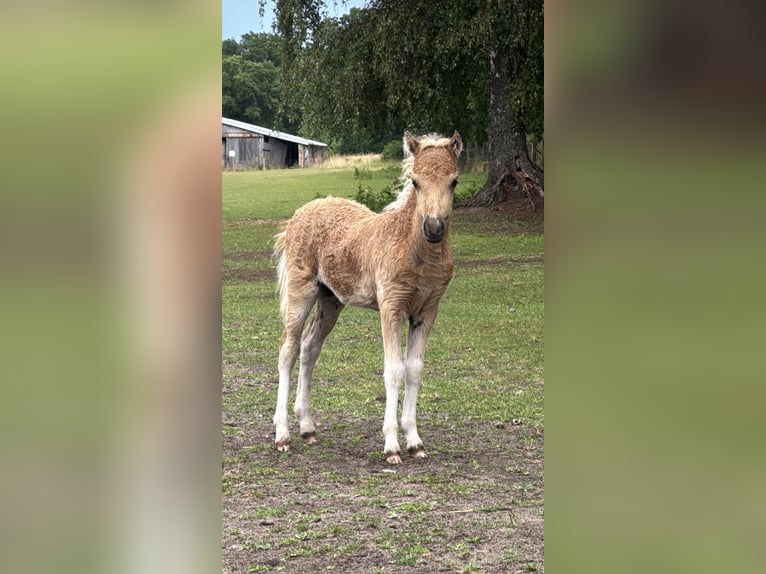 American Miniature Horse Hengst 1 Jahr 85 cm  in Gardelegen