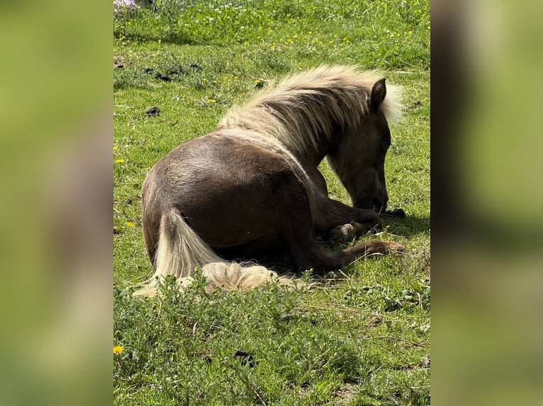 American Miniature Horse Hengst 1 Jahr 85 cm  in Hennef