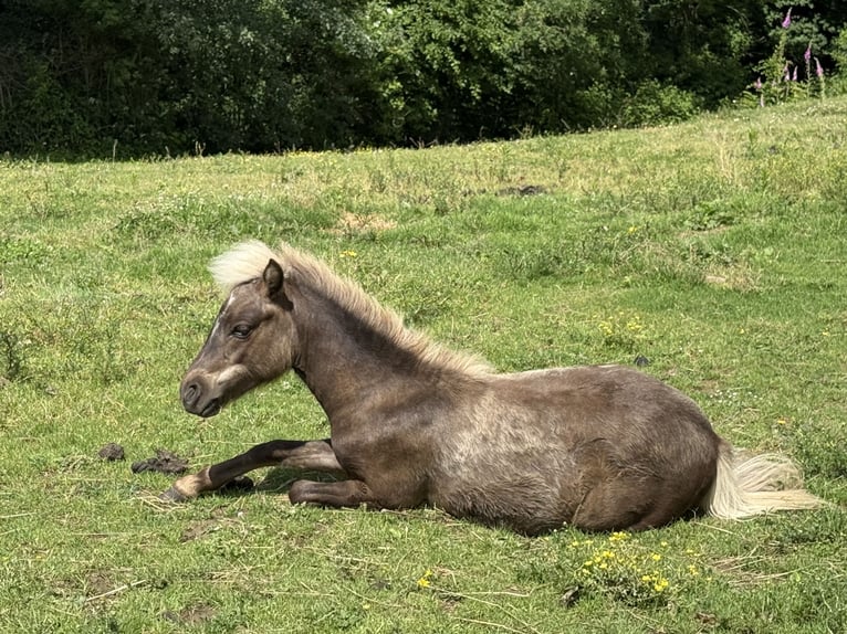 American Miniature Horse Hengst 1 Jahr 85 cm  in Hennef