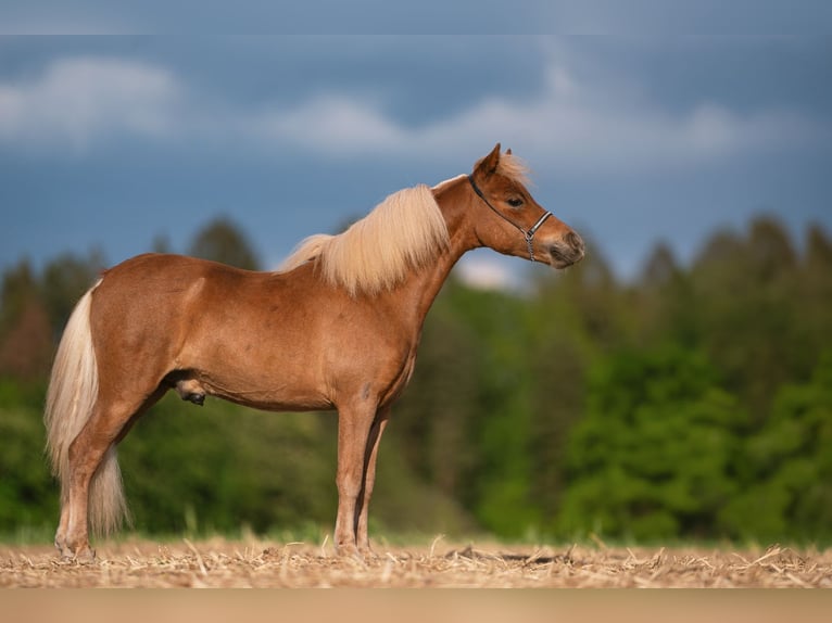 American Miniature Horse Hengst 1 Jahr 86 cm Fuchs in Bystřice u Benešova