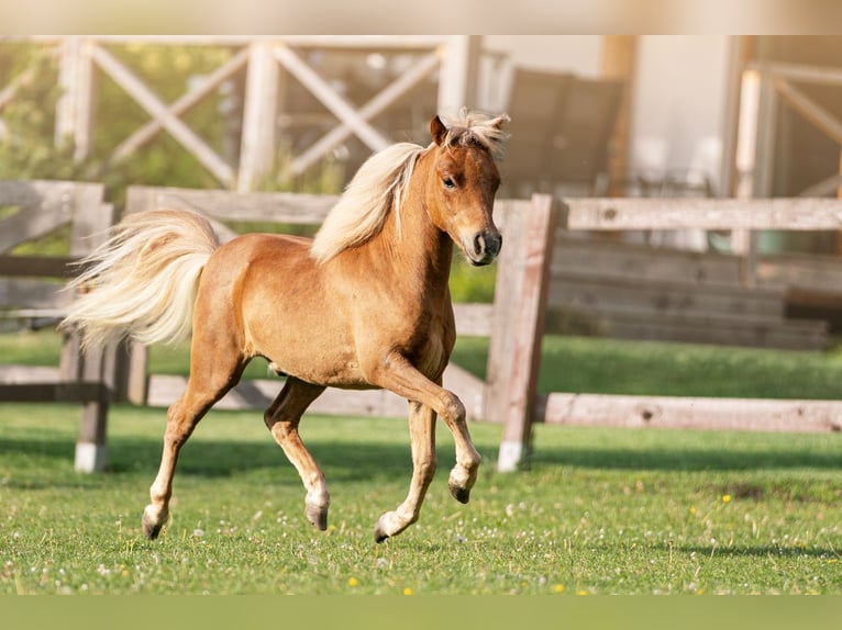 American Miniature Horse Hengst 1 Jahr 86 cm Fuchs in Bystřice u Benešova