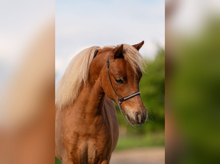 American Miniature Horse Hengst 1 Jahr 86 cm Fuchs in Bystřice u Benešova