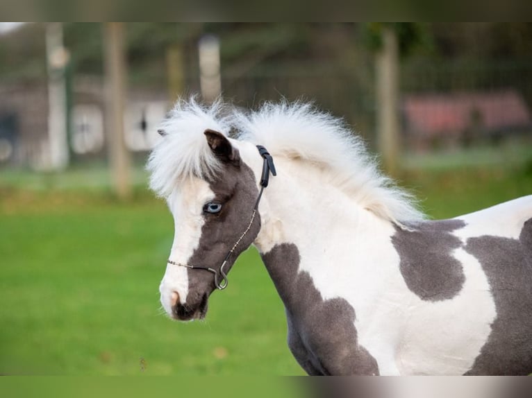 American Miniature Horse Hengst 1 Jahr 86 cm Overo-alle-Farben in Bocholt