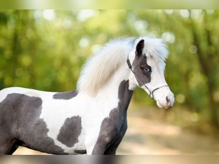 American Miniature Horse Hengst 1 Jahr 86 cm Overo-alle-Farben in Bocholt