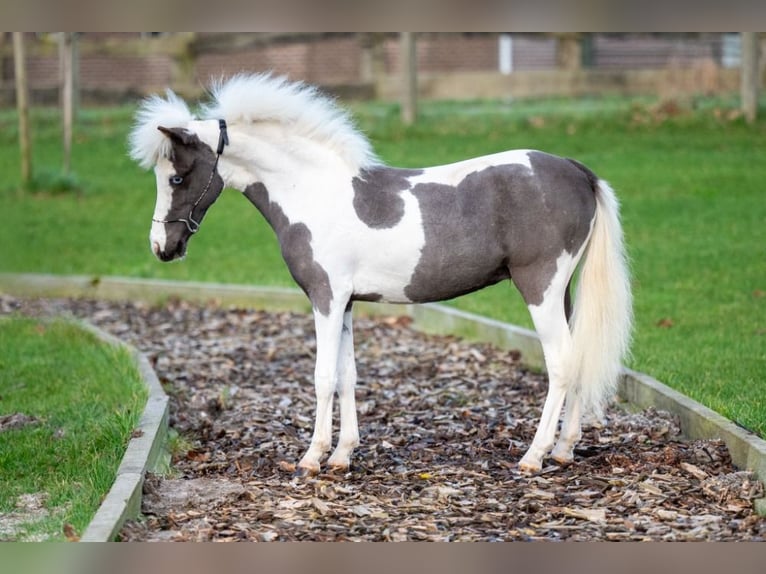 American Miniature Horse Hengst 1 Jahr 86 cm Overo-alle-Farben in Bocholt