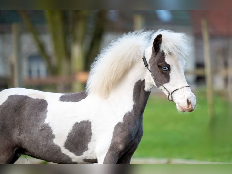 American Miniature Horse Hengst 1 Jahr 86 cm Overo-alle-Farben in Bocholt