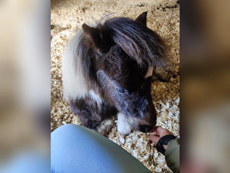 American Miniature Horse Hengst 1 Jahr 87 cm Schecke in Selm