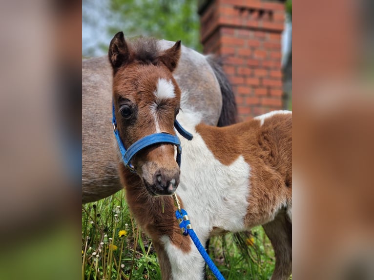 American Miniature Horse Hengst 1 Jahr 87 cm Schecke in Selm