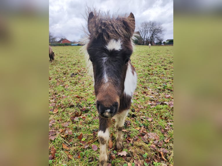 American Miniature Horse Hengst 1 Jahr 87 cm Schecke in Selm