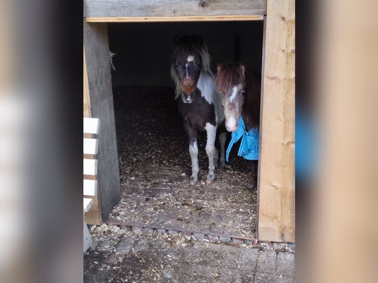 American Miniature Horse Hengst 1 Jahr 87 cm Schecke in Selm