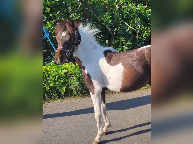 American Miniature Horse Hengst 1 Jahr 87 cm Schecke in Selm