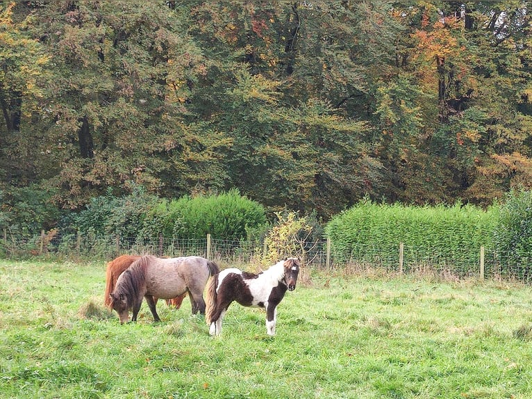 American Miniature Horse Hengst 1 Jahr 87 cm Schecke in Selm