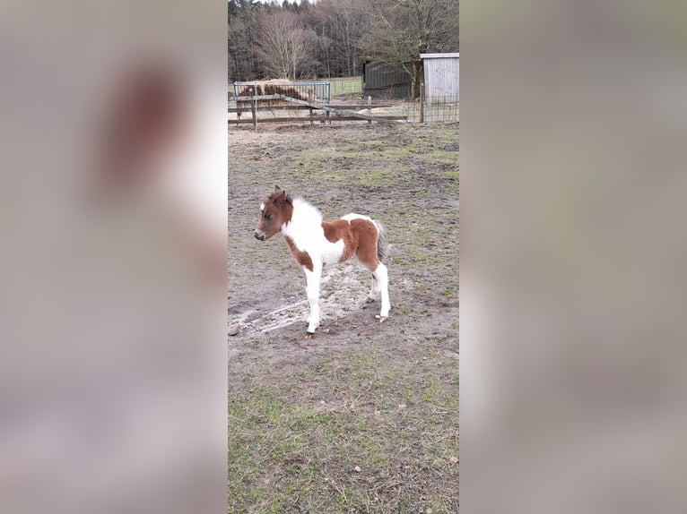 American Miniature Horse Hengst 1 Jahr 87 cm Schecke in Selm