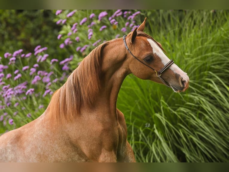 American Miniature Horse Hengst 1 Jahr 90 cm Sabino in Wiekevorst