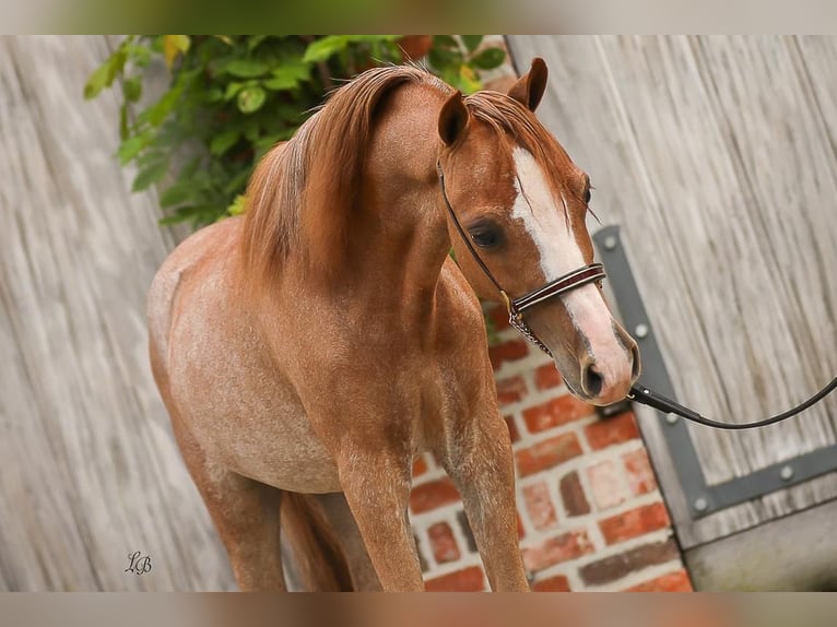 American Miniature Horse Hengst 1 Jahr 90 cm Sabino in Wiekevorst