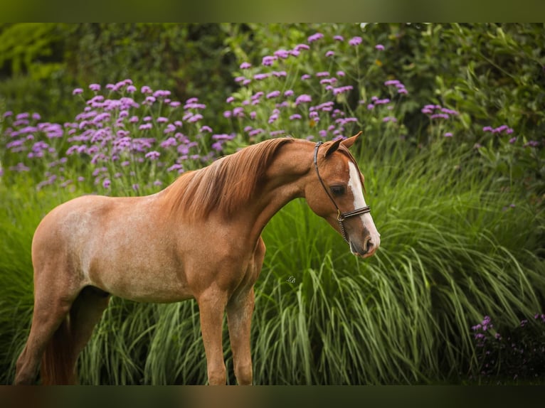 American Miniature Horse Hengst 1 Jahr 90 cm Sabino in Wiekevorst