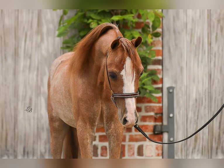 American Miniature Horse Hengst 1 Jahr 90 cm Sabino in Wiekevorst