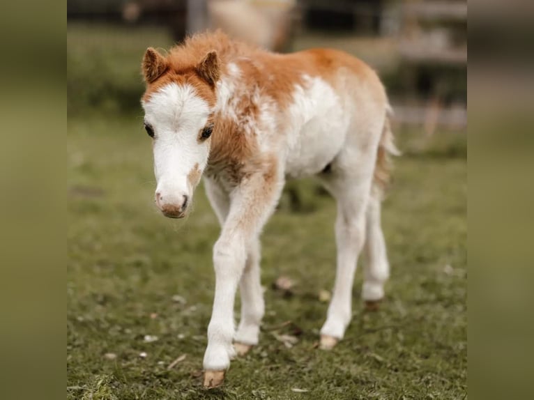 American Miniature Horse Hengst 1 Jahr Overo-alle-Farben in Söhlde