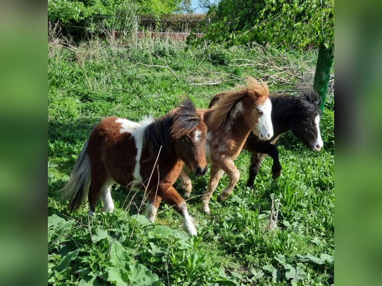 American Miniature Horse Hengst 1 Jahr Overo-alle-Farben in Söhlde