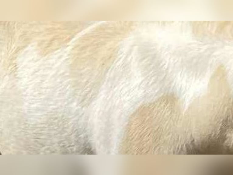 American Miniature Horse Hengst 1 Jahr Palomino in Ponlat-Taillebourg