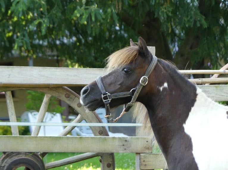 American Miniature Horse Hengst 1 Jahr Palomino in Ponlat-Taillebourg
