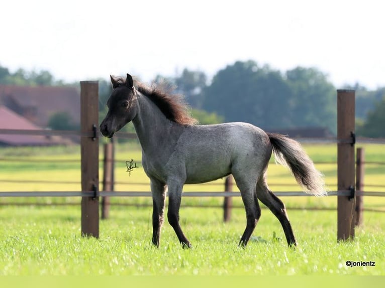 American Miniature Horse Hengst 1 Jahr Roan-Blue in Leinburg