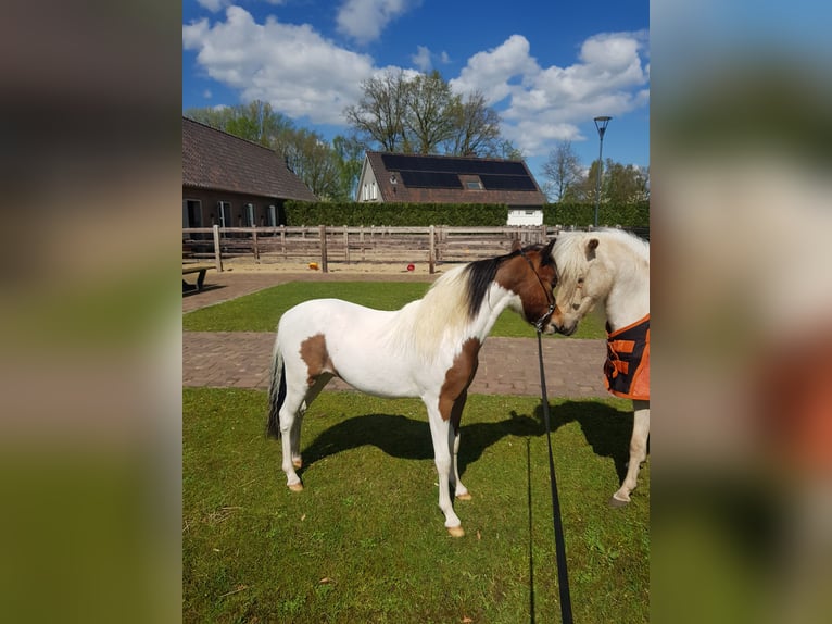 American Miniature Horse Hengst 1 Jahr Schecke in Schaijk