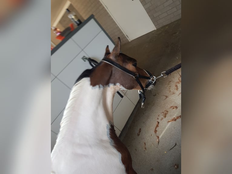 American Miniature Horse Hengst 1 Jahr Schecke in Schaijk