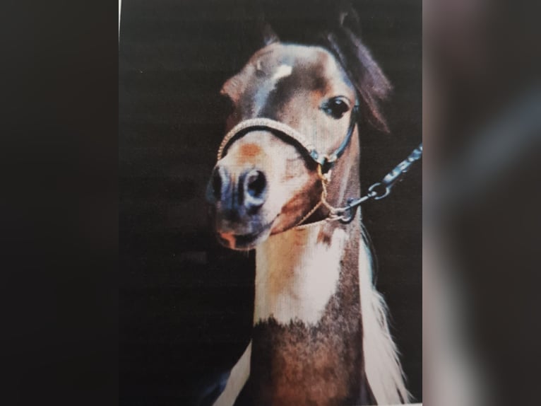 American Miniature Horse Hengst 1 Jahr Schecke in schaijk