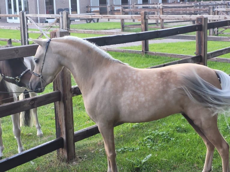 American Miniature Horse Hengst 1 Jahr Schecke in schaijk