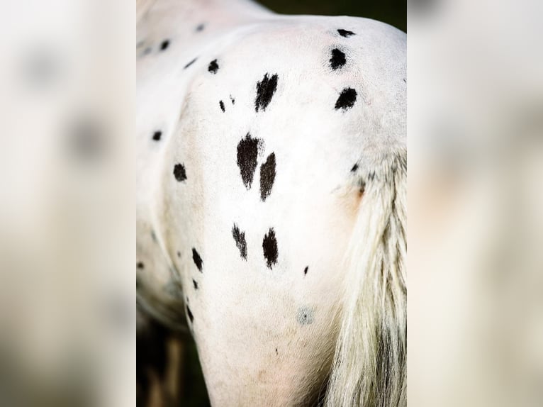 American Miniature Horse Hengst 1 Jahr Tigerschecke in Tainach