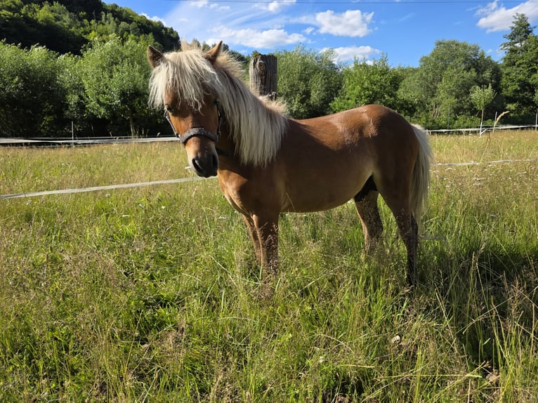 American Miniature Horse Hengst 1 Jahr  in Büdingen