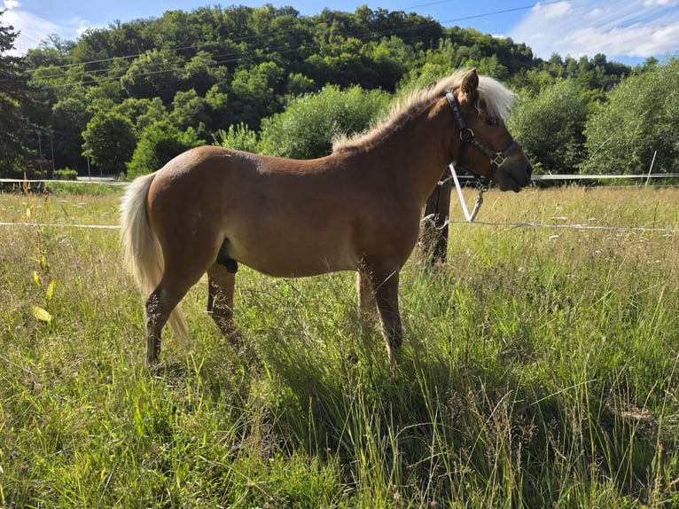 American Miniature Horse Hengst 1 Jahr  in Büdingen