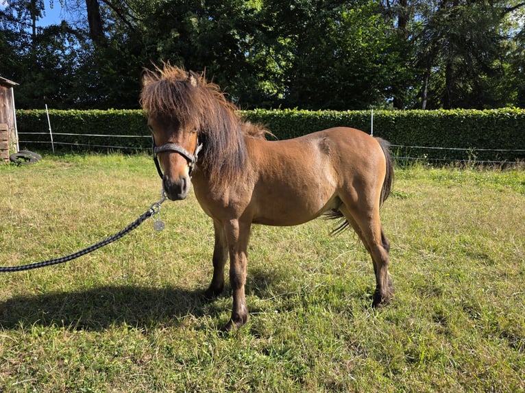 American Miniature Horse Hengst 1 Jahr  in Büdingen