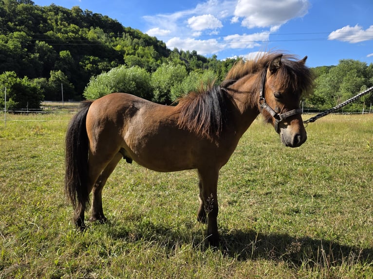 American Miniature Horse Hengst 1 Jahr  in Büdingen