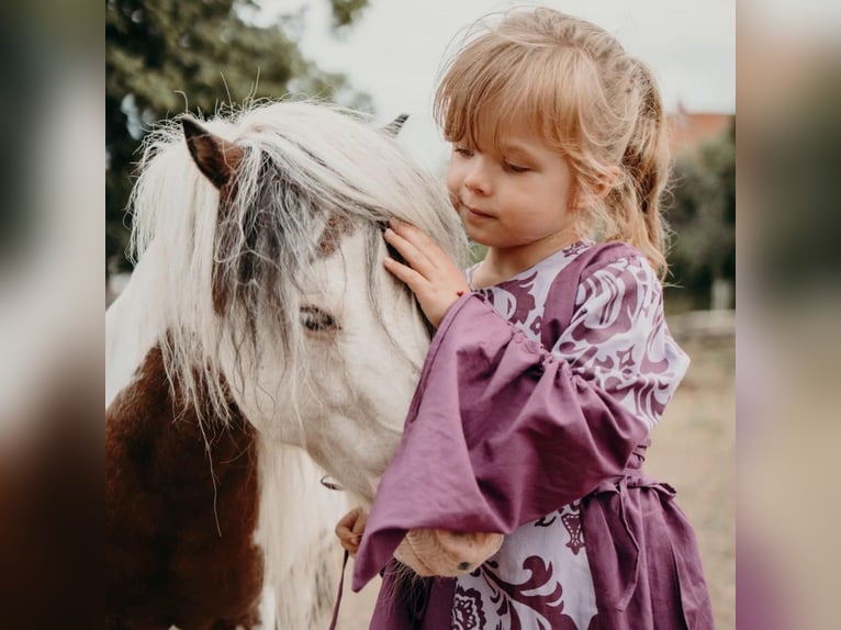 American Miniature Horse Hengst 20 Jahre 85 cm Schecke in Selm