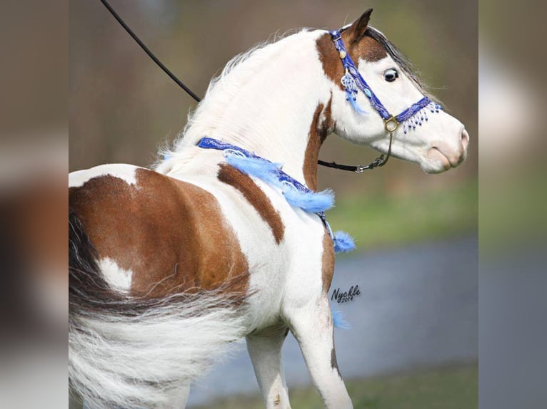 American Miniature Horse Hengst 20 Jahre 85 cm Schecke in Selm