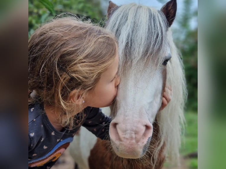 American Miniature Horse Hengst 20 Jahre 85 cm Schecke in Selm