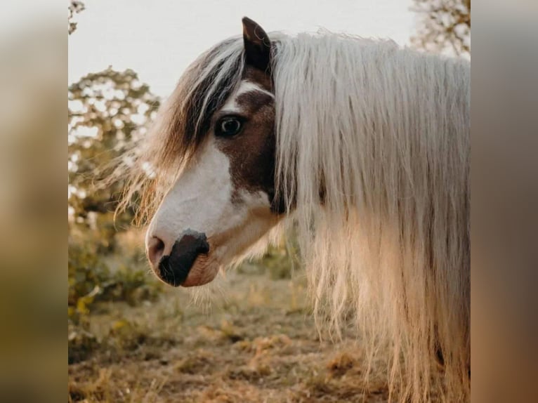 American Miniature Horse Hengst 20 Jahre 85 cm Schecke in Selm