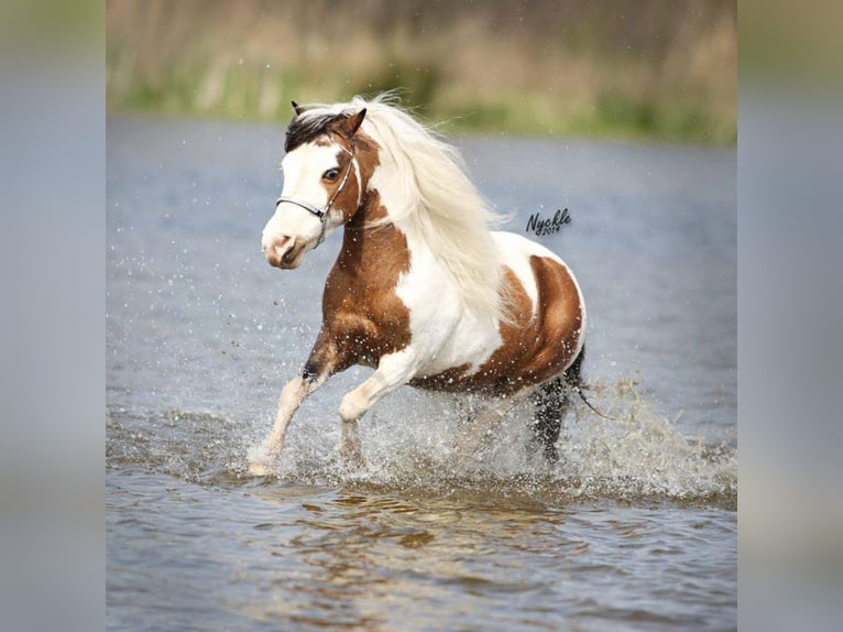 American Miniature Horse Hengst 20 Jahre 85 cm Schecke in Selm