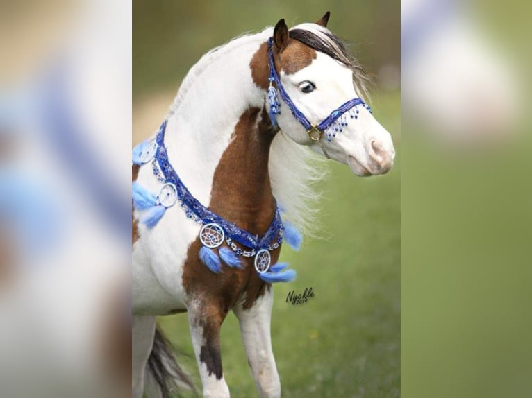 American Miniature Horse Hengst 20 Jahre 85 cm Schecke in Selm