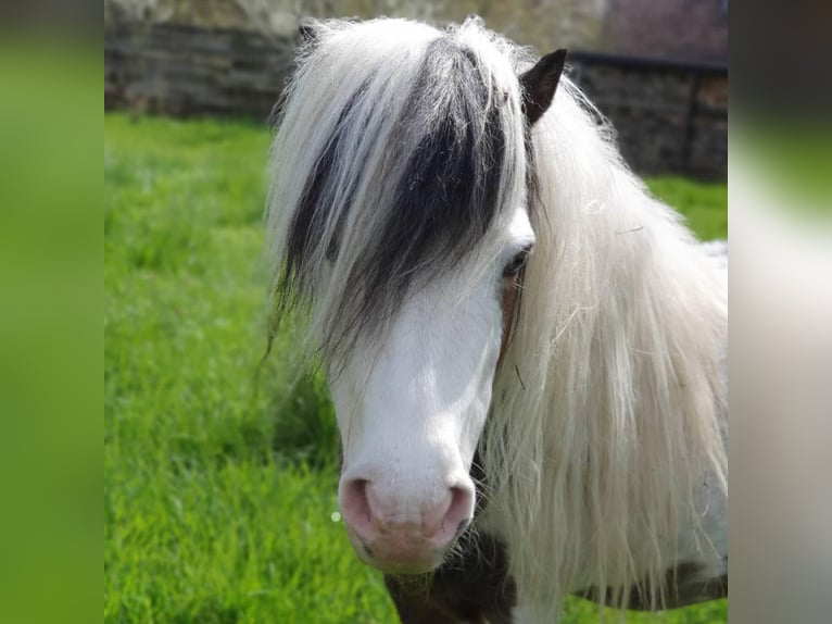 American Miniature Horse Hengst 20 Jahre 85 cm Schecke in Selm