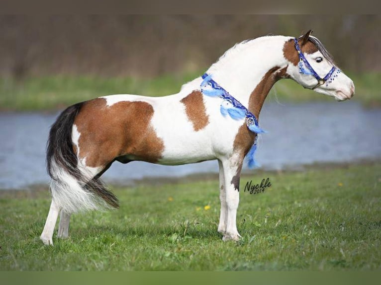 American Miniature Horse Hengst 20 Jahre 85 cm Schecke in Selm