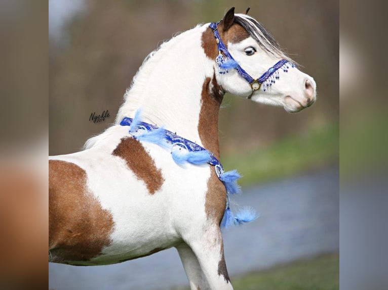 American Miniature Horse Hengst 20 Jahre 85 cm Schecke in Selm