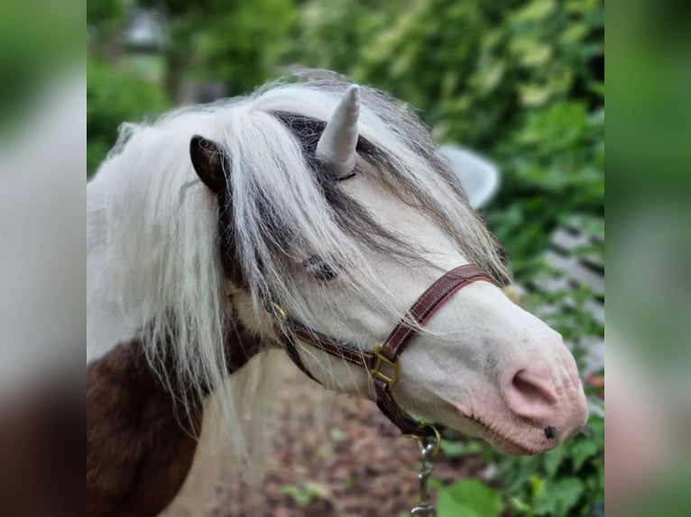 American Miniature Horse Hengst 20 Jahre 85 cm Schecke in Selm