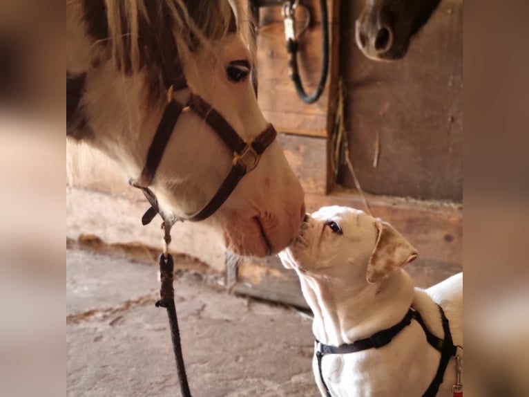 American Miniature Horse Hengst 20 Jahre 85 cm Schecke in Selm